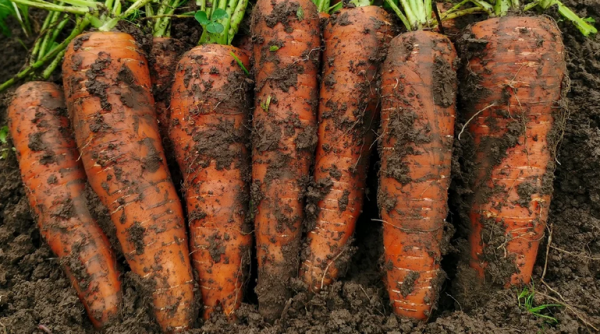 Чем подкармливать морковь весь сезон, чтобы была крупной и сладкой